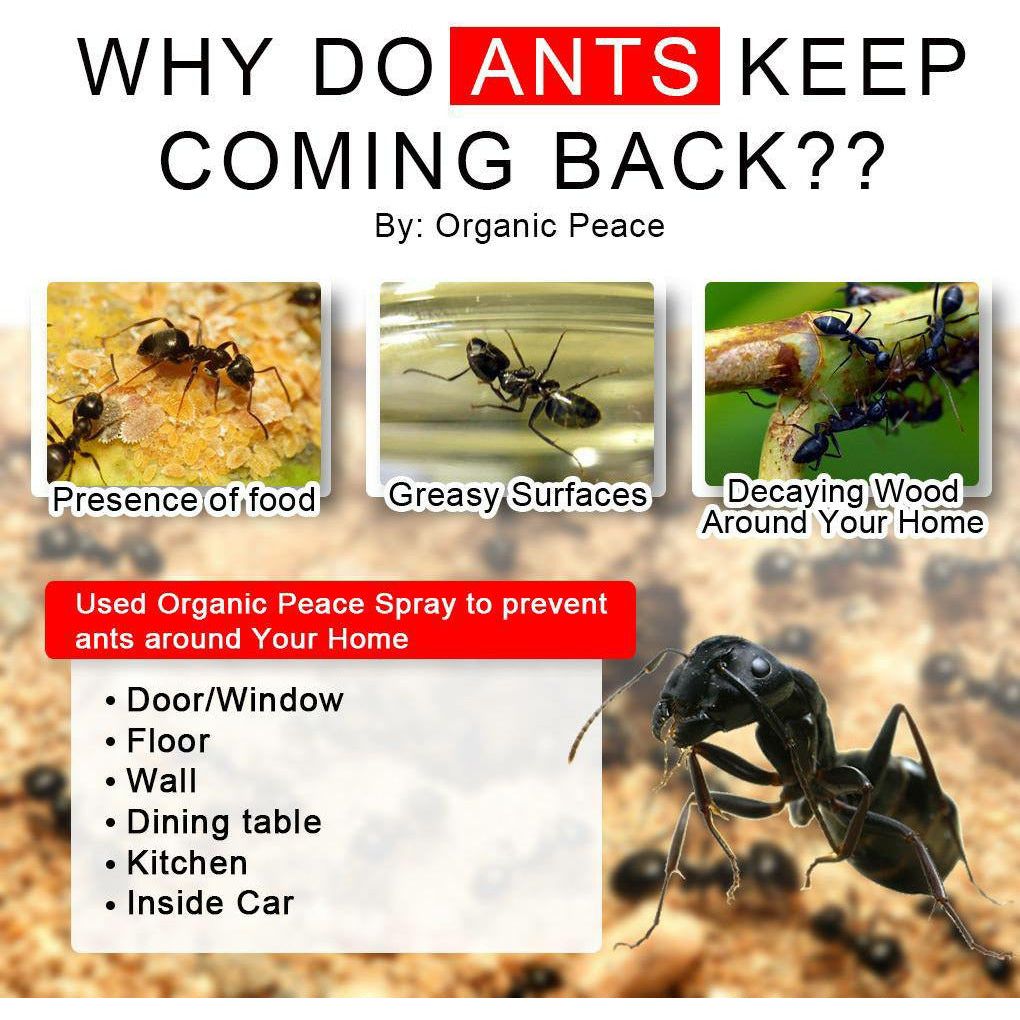 Organic Rid Spray